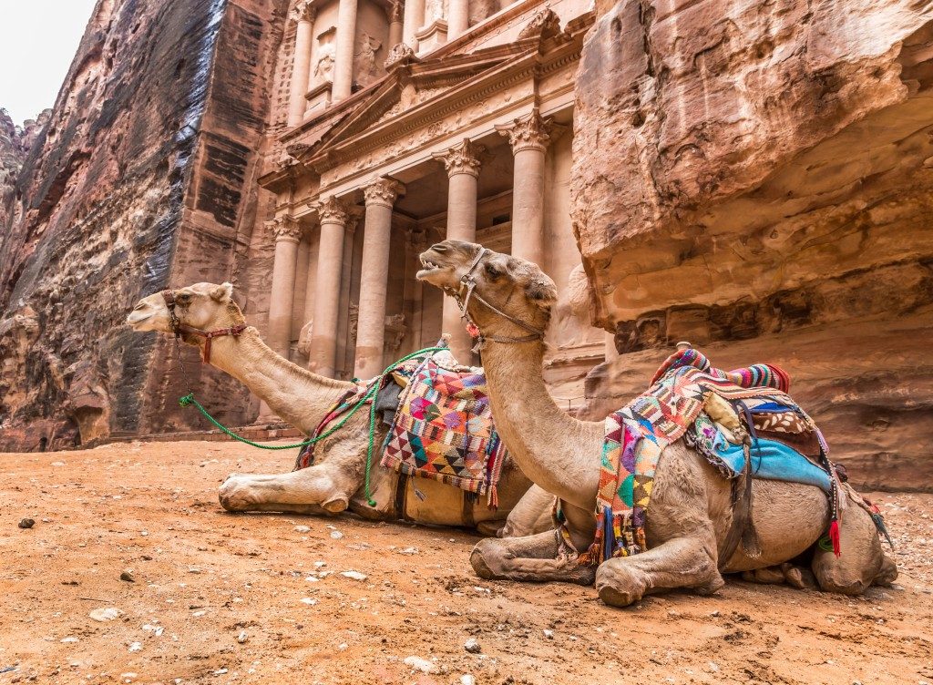 Two bedouin camels rests near the treasury Al Khazneh carved into the rock at Petra, Jordan