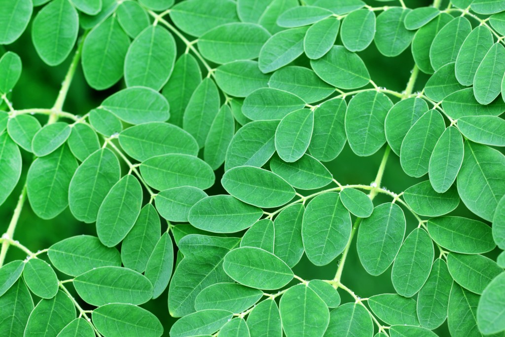 Moringa leaves
