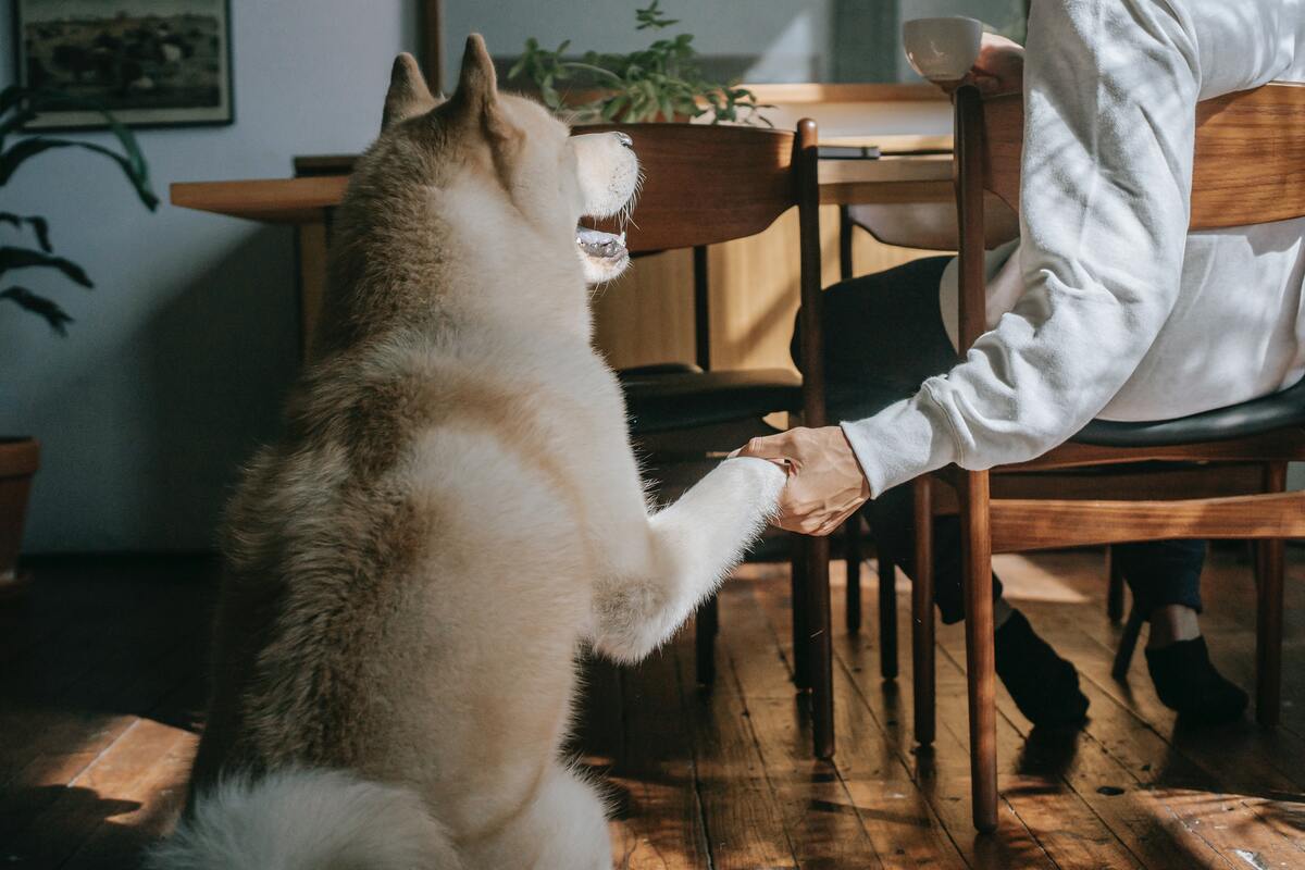 owner holding dog's paw